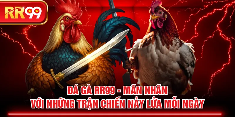 Đá Gà RR99 - Mãn Nhãn Với Những Trận Chiến Nảy Lửa Mỗi Ngày
