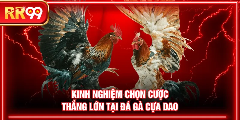 Kinh nghiệm chọn cược thắng lớn tại đá gà cựa dao