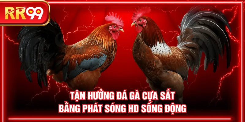 Tận hưởng đá gà cựa sắt bằng phát sóng HD sống động