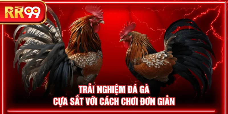 Trải nghiệm đá gà cựa sắt với cách chơi đơn giản