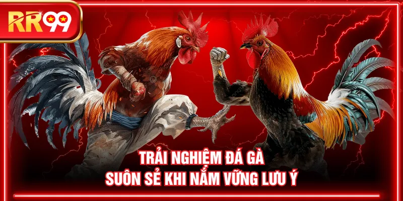 Trải nghiệm đá gà suôn sẻ khi nắm vững lưu ý